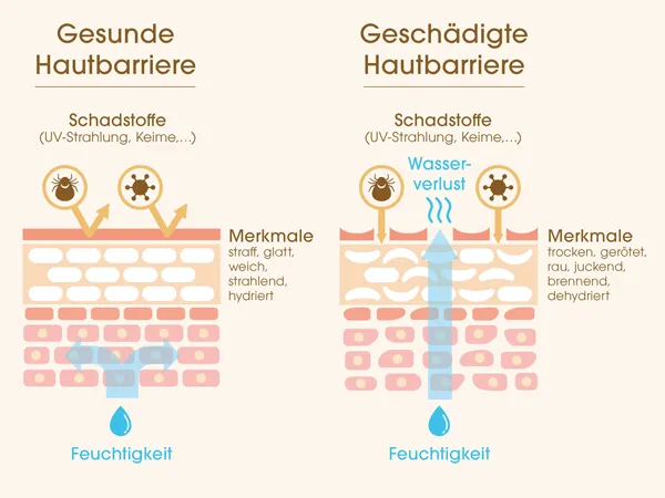 Hautmechanismus — Lipidbarriere und Wirkstoffaufnahme